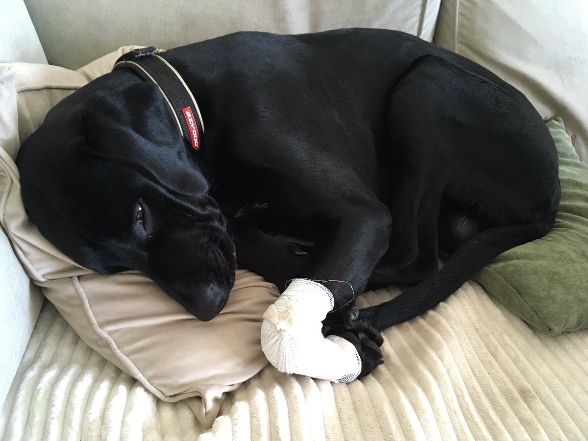 MilaAndVinnie's tweet photo. Woodland zoomies has come at a cost. Poor little Vinnie has sliced his paw open. Lots of TLC I’m sure will help. 

#pets
#dogsofx
#dogsoftwitter
#cute 
#floofsforyou
#wales
#woods
#dontlitter 
#viszla https://t.co/zQmxsTgFkK