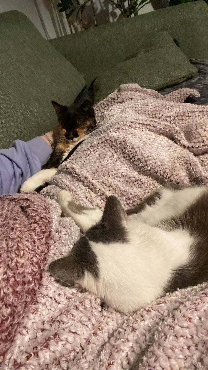 ordiobsession's tweet photo. I love them so much. https://t.co/ki99RnYNQ3
