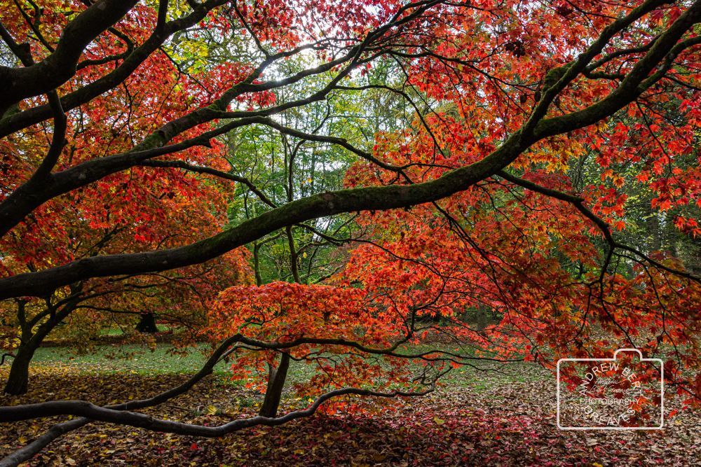 Awesome Acers

#treetuesday #autumn #autumncolours #autumnal #Acerpalmatum #Japanesemaple #palmatemaple #autumnleaves #smoothJapanesemaple #maple #landscape #Nikon #autumnalacers #tree #tuesdaytree #nature #naturalworld #leaves #autumnleaves