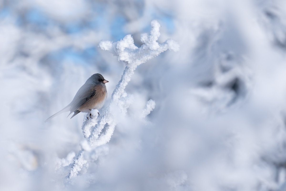 colorado_images's tweet image. Gorgeous conditions this morning in @VisitCOS @LumixUSA @Colorado @LukeVictorWx #visitcos #visitcolorado #lumixusa