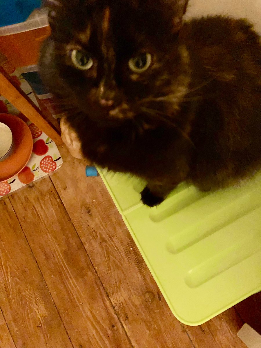 madeleinemaste4's tweet photo. Da Pip #squeaka invented a game of sitting on a box and fishing for a fur ridden dusty
fish toy off the floor onto the
box and then shake it off again
The intelligence of this Kit π¬
In between times she washing x
#catsoftwitter ππΎβοΈ https://t.co/1l7qP56TV6