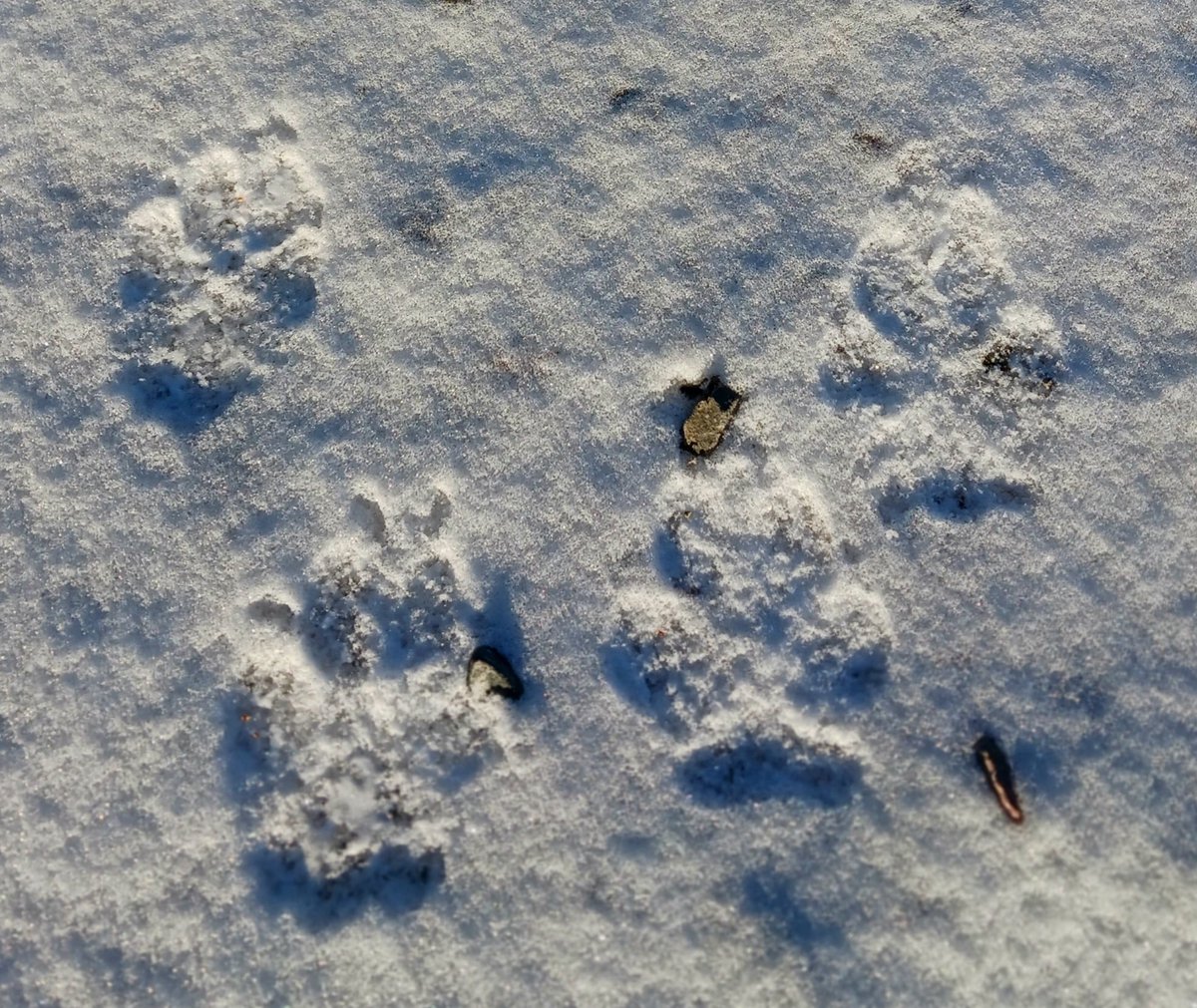 Wolf track supreme 
Wonderful day, blue sky, sunshine, freshly fallen snow - perfect tracking conditions and boy, did the day deliver! Two wolfs passed by a few hours ago. Followed until sunset.
Back home with redish cheeks, happy as happy can be. Now food, wine & #Vinterstudion