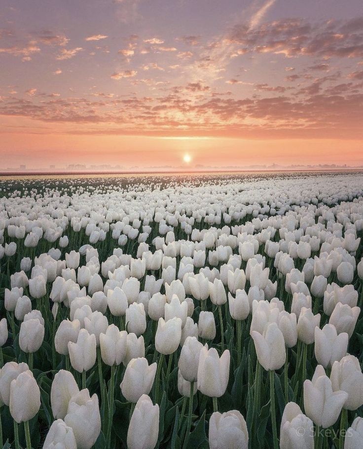 white tulip field