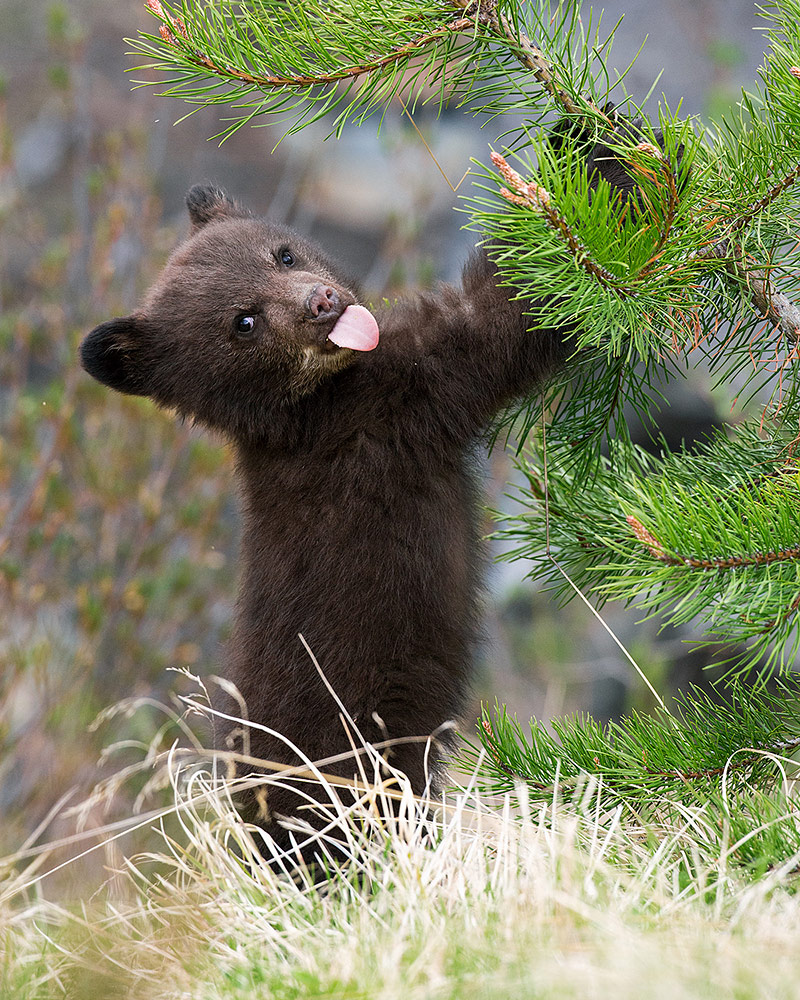 Download the latest issue of Wild Planet Photo Magazine w1pl.com/wpm Black Bear by John Marriott