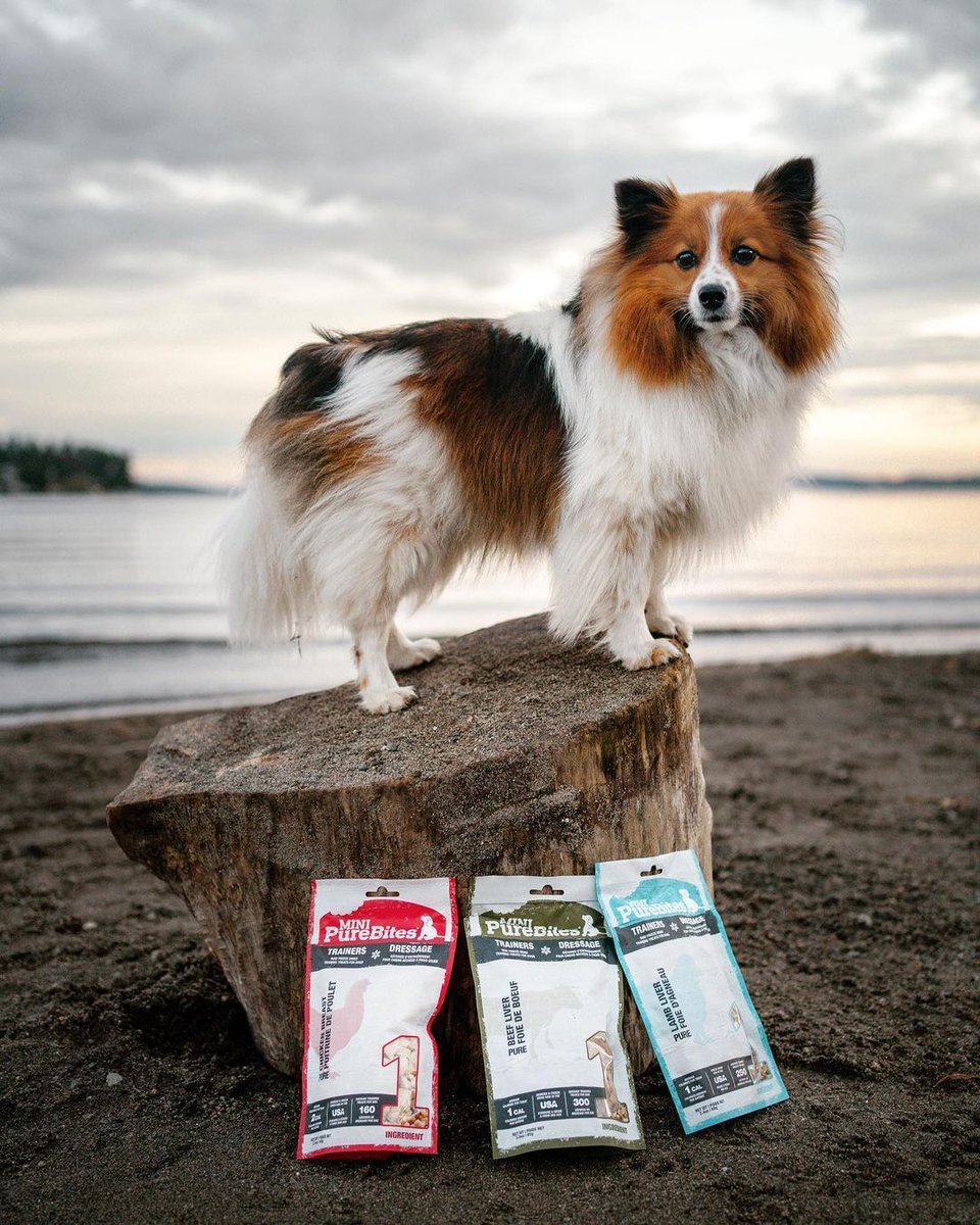 PureBites tweet media