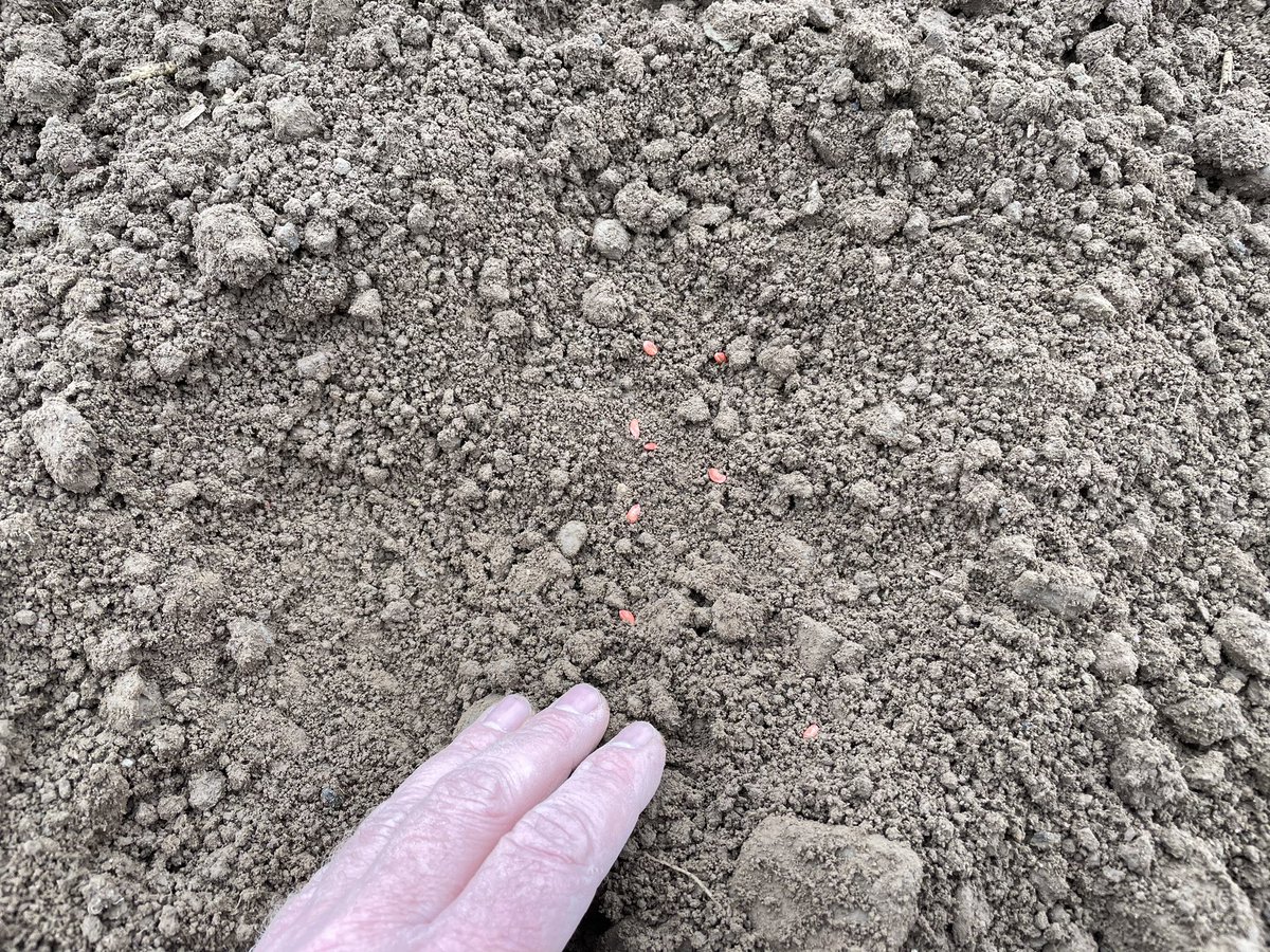 It’s such a relief to get back planting trial plots. We planted a winter wheat/Septoria tritici trial for <a href="/AHDB_Cereals/">AHDB Cereals</a> in nice conditions at Shanagarry this morning. It’s one disease that we are guaranteed to get regardless of the year. We’re almost there with planting! 🌾🌞🌾