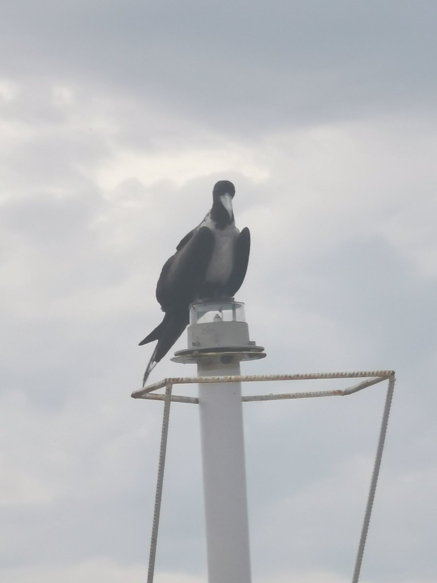 Todos pendientes del fallo de la Corte Suprema de Justicia, porque tanto en derecho como en el sentido común y la dignidad nacional no cabe otra cosa que la inconstitucionalidad del contrato minero.