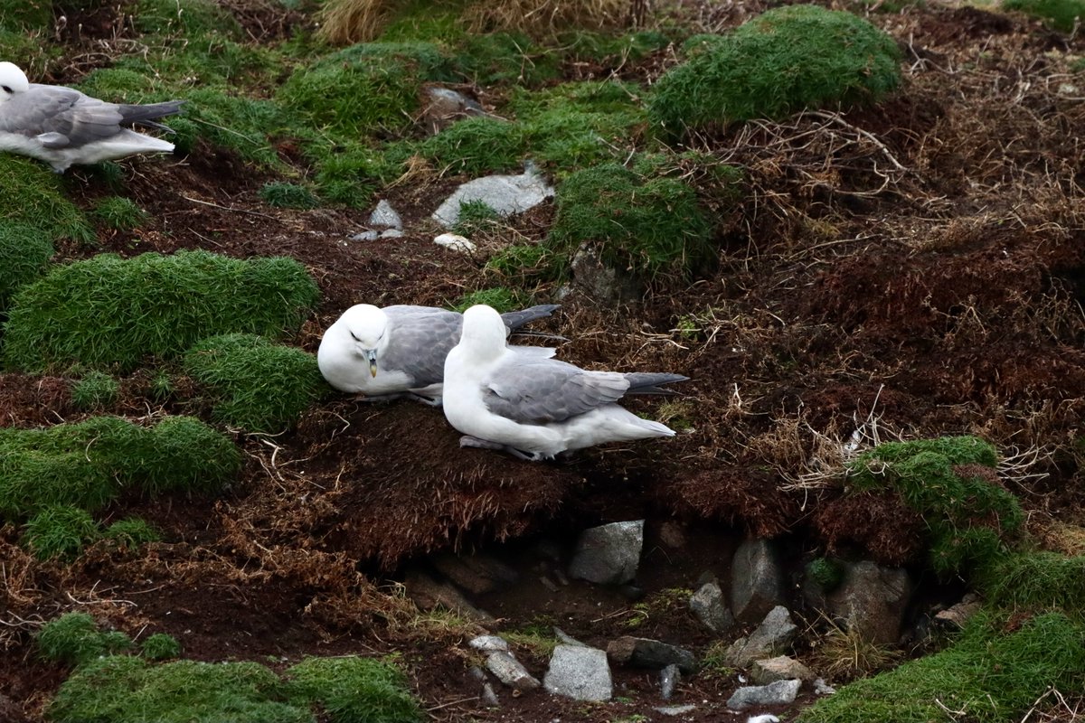 The fulmars have returned to the cliffs this week, they start to disappear out to sea during September, then at the end of November they come back and have a little get together on the sea before starting to have a look at the cliffs and come up with a plan 😁