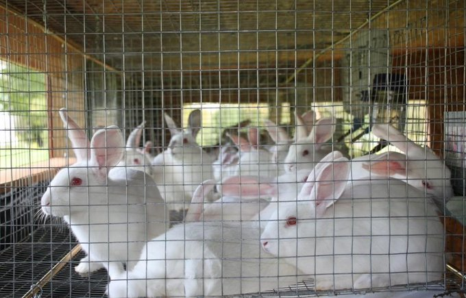farmingmfs's tweet photo. Interested in rabbit farming?

Stay tuned, tomorrow I will provide a guide for you. https://t.co/5C5OqcolZN