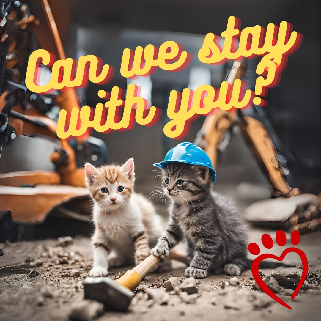 {FOSTERS NEEDED} – We are making some much needed changes to our Cat Cabins and during that time we need a place for our cats to stay. 

If you are interested in being a temporary short-term foster for a cat in need, please contact Jenn at foster@Alaqua.org.