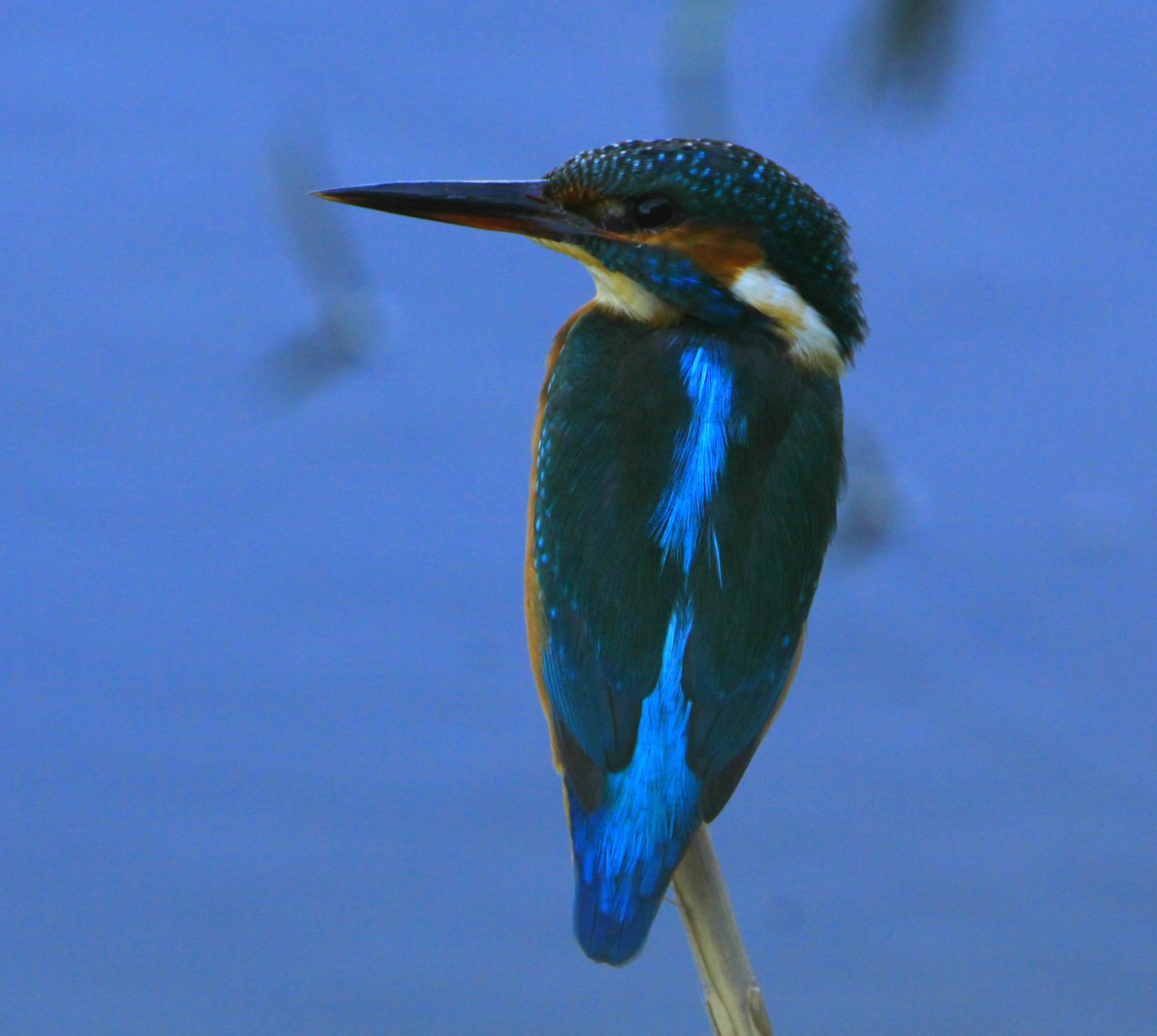 Salvem l'Olla del Rei tweet media