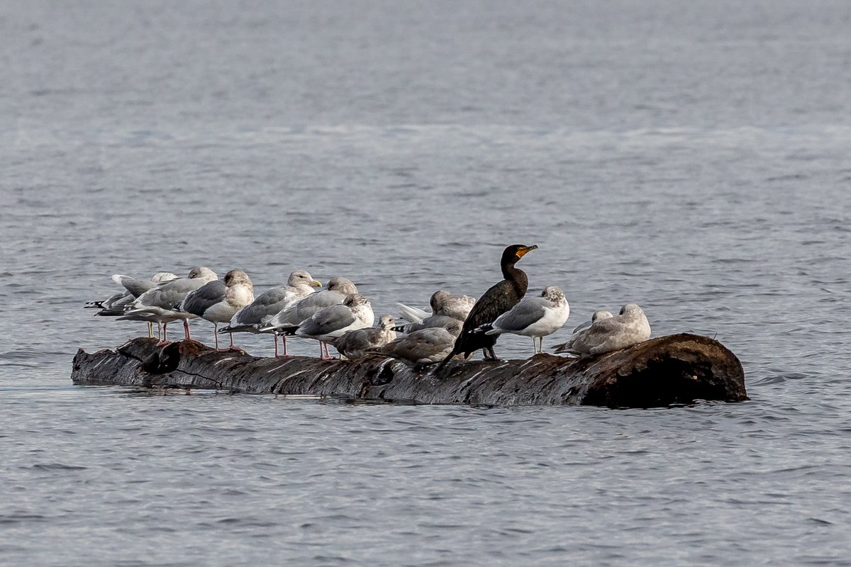 An "Aircraft Carrier" was spotted on one of the tours! 🤭
How many birds are sharing this log?

#vancouverislandphotographer #ExperienceVancouverIsland #explorenanaimo #birdwatching #birds
