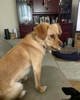 🆘25 NOV 2023 #Lost DAISY #ScanMe #Tagged
VERY NERVOUS FOREIGN RESCUE
Blonde Cross Breed Female
#HambledenLock #Oxon #RG9
nr #RiverThames #HenleyBridge #HenleyOnThames 
#Oxfordshire #A4155
doglost.co.uk/dog-blog.php?d…