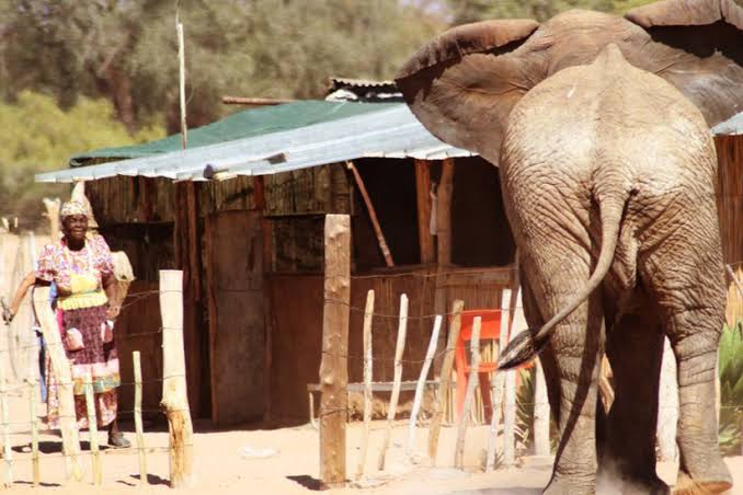 Local communities have lost the knowledge of how to live side by side with the elephants and often reactions towards elephants unintentionally provoke a dangerous situation.

#humanwildlifecoexistence
#humanwildlifeconflicts
#wildlifeconflict