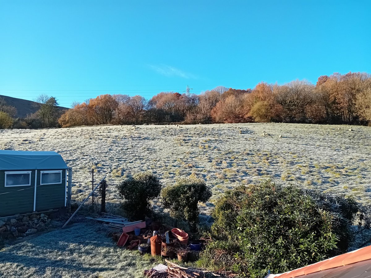 mouse_workshop's tweet image. First frost of winter. A chilly but beautiful day!