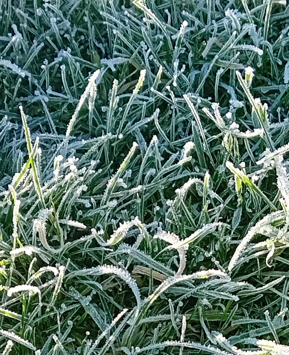 mouse_workshop's tweet image. First frost of winter. A chilly but beautiful day!