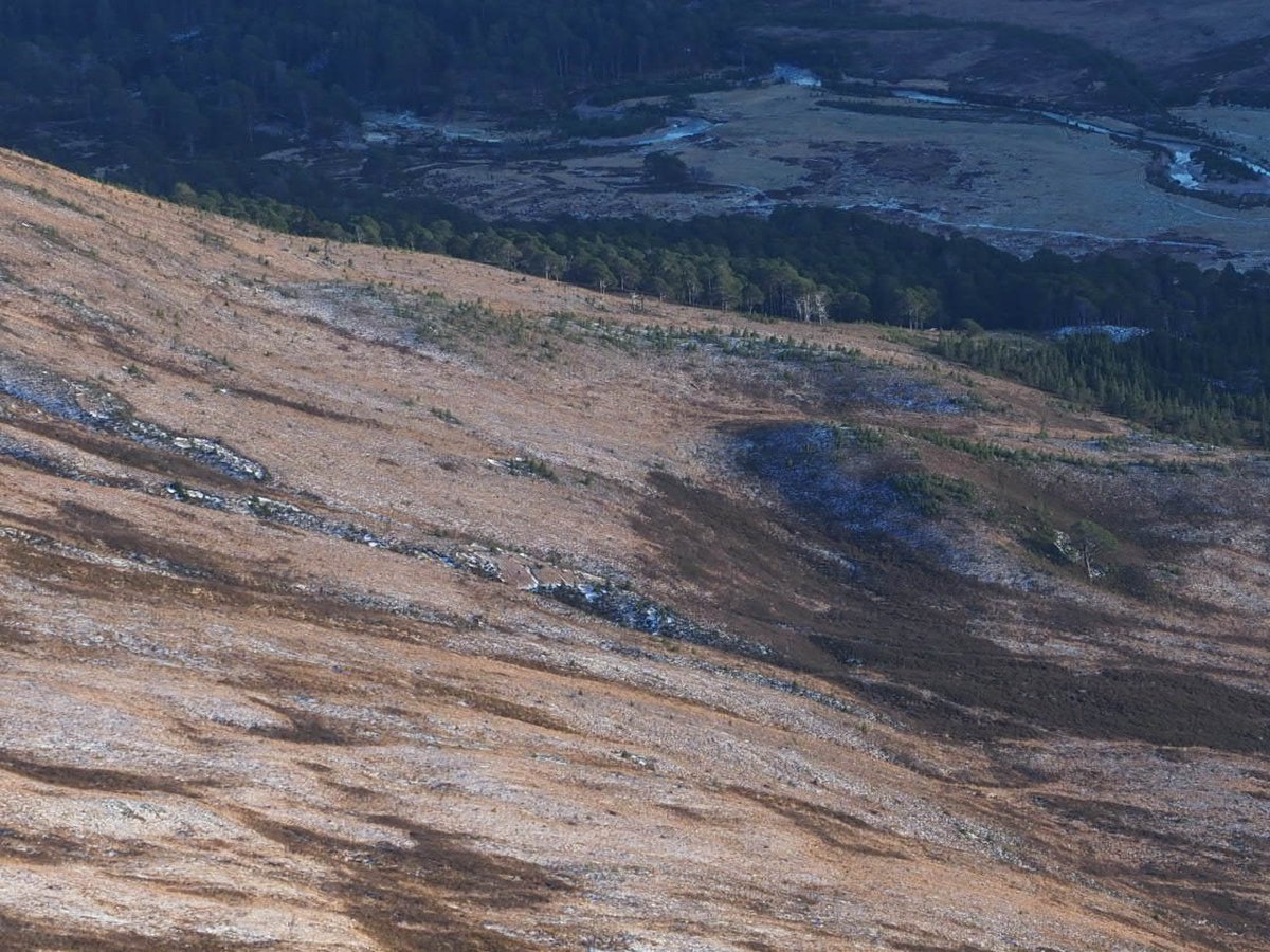 A wander off the beaten track today. Great to see scattered but good sized regeneration high on a slope I hadn't walked across before. The trees are advancing ! Also nice that the developing regeneration is visible from a good distance these days. @RewildingB @ScotlandTBP