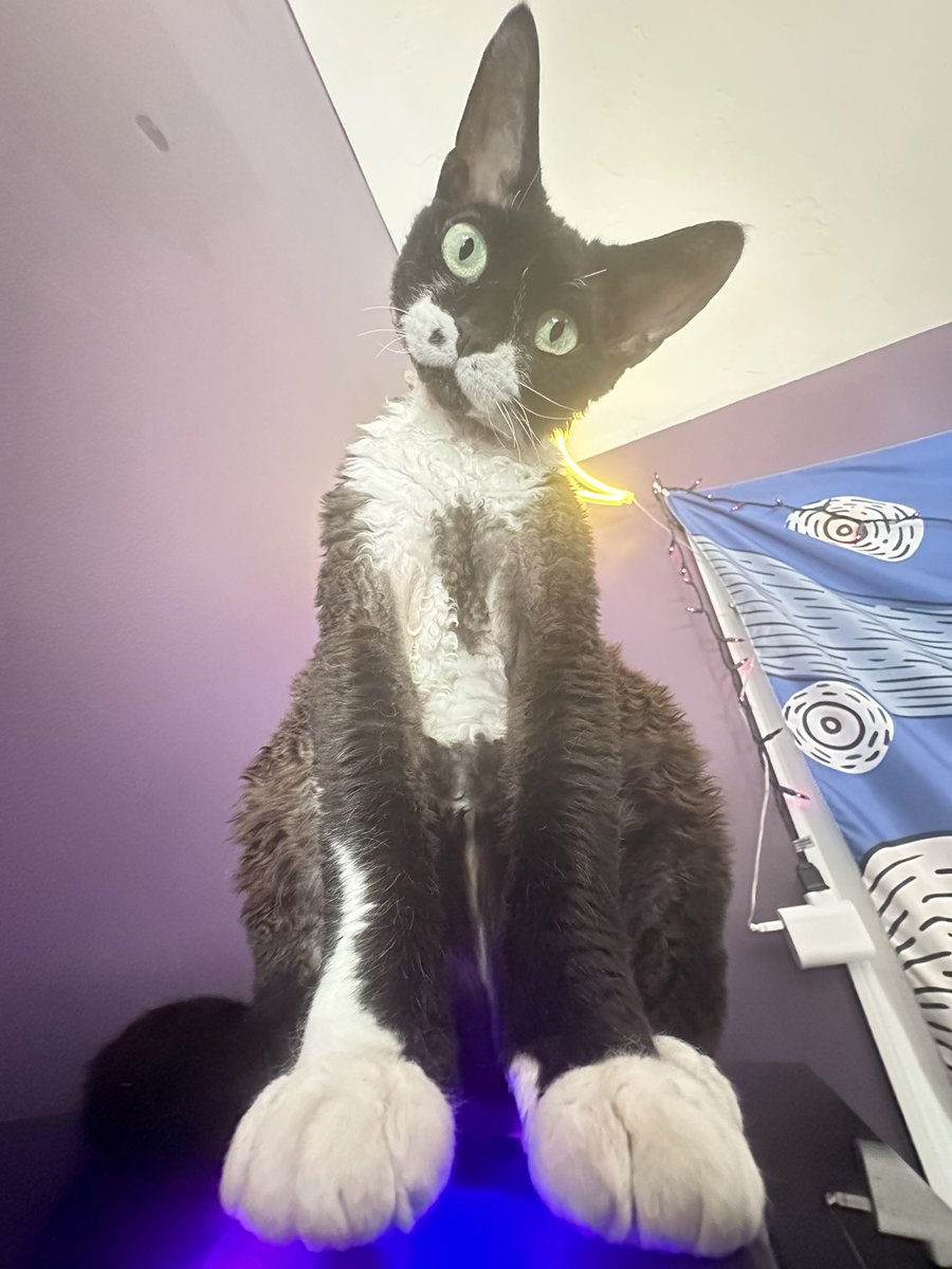 Veiledgg's tweet image. Poe is both BEEFY and CUTE. #DevonRex