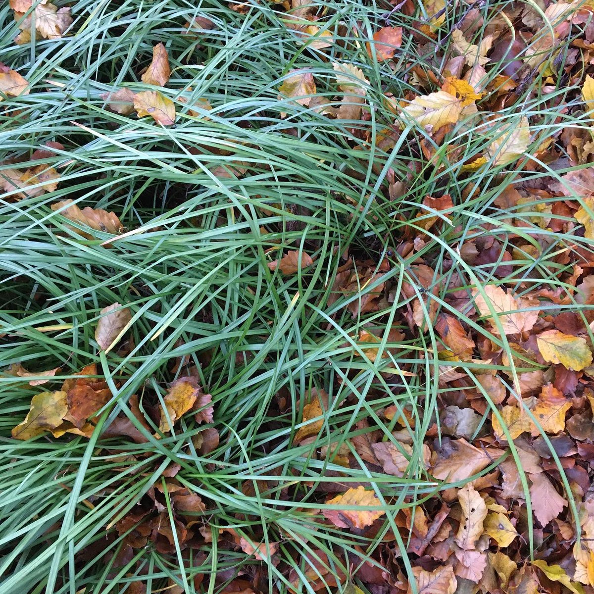 kimgraziano's tweet image. 🍁🌤Hi, friends! It’s been a pretty glorious Thanksgiving week and weekend so far in our little part of the world. Here are a few photos from around the garden this week ~ I hope you all have a fantastic day. Be well! #bloomwhereyouareplanted #fallgarden #gratitude