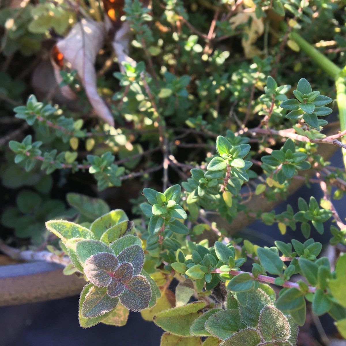 kimgraziano's tweet image. 🍁🌤Hi, friends! It’s been a pretty glorious Thanksgiving week and weekend so far in our little part of the world. Here are a few photos from around the garden this week ~ I hope you all have a fantastic day. Be well! #bloomwhereyouareplanted #fallgarden #gratitude