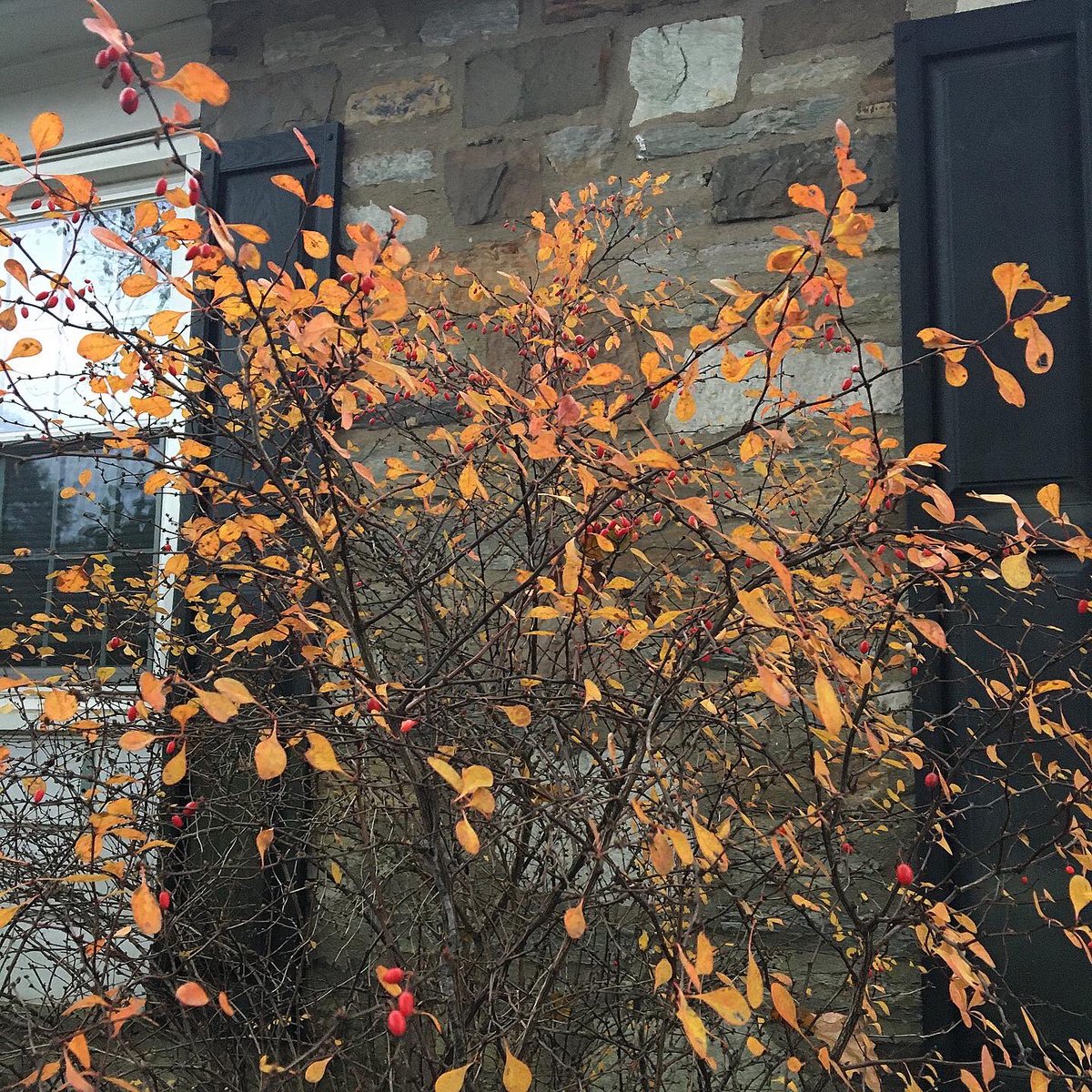 kimgraziano's tweet image. 🍁🌤Hi, friends! It’s been a pretty glorious Thanksgiving week and weekend so far in our little part of the world. Here are a few photos from around the garden this week ~ I hope you all have a fantastic day. Be well! #bloomwhereyouareplanted #fallgarden #gratitude