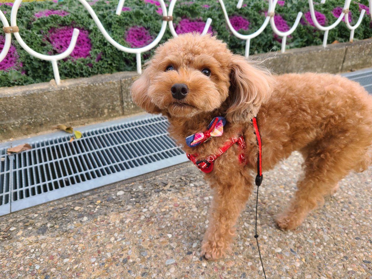 おはようございます☀️
ワタシのリボン🎀かわいいでしょ

#トイプードル #メス #犬好き #犬のいる生活 #犬好きさんとつながりたい