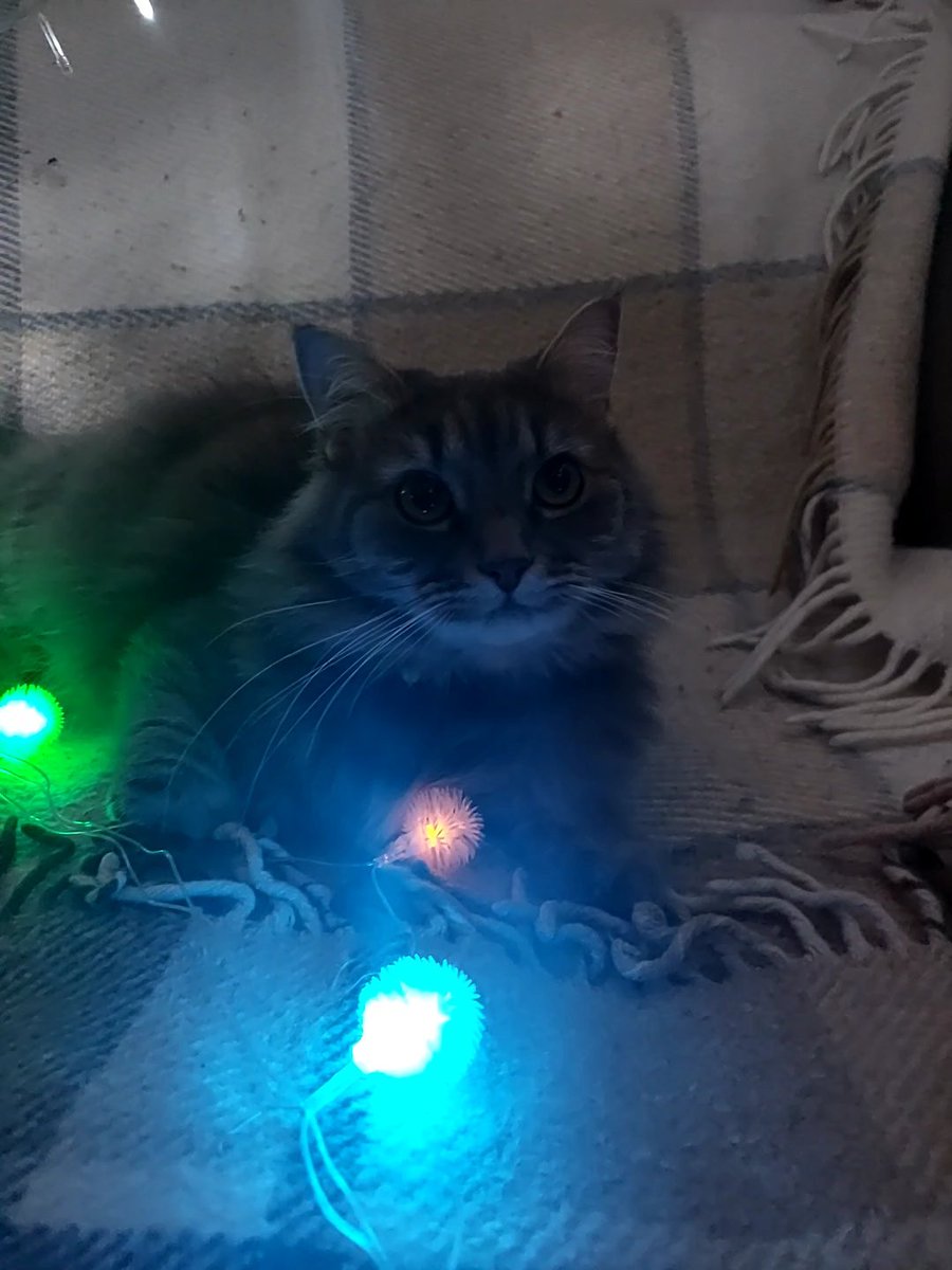 kitten_countess's tweet photo. Шо це за вечірка, якщо ніхто не звертає на мене уваги?😒 https://t.co/1338dkknTo