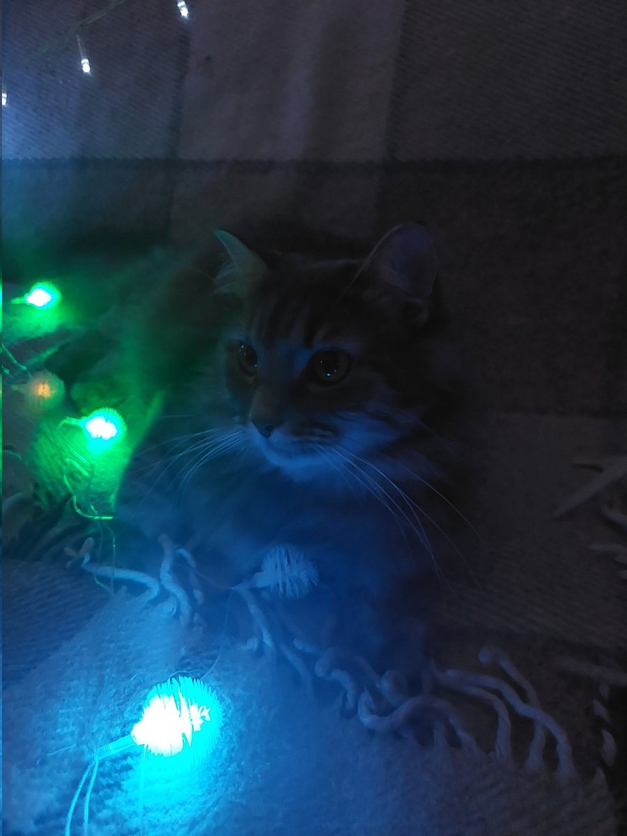 kitten_countess's tweet photo. Шо це за вечірка, якщо ніхто не звертає на мене уваги?😒 https://t.co/1338dkknTo