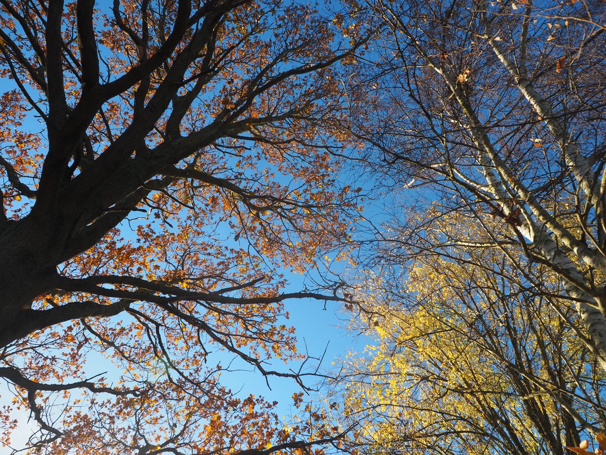 BHAPottingSheds's tweet image. Celebrating the oak tree in our #WildlifeGarden for #NationalTreeWeek.
💚🌳🌲🌳
 #TreeCharter #EducationNaturePark #WildlifeHeroes #Schoolgardening #Thrive #Outdoorlearniong #LearningOutdoors 
treecouncil.org.uk/seasonal-campa…