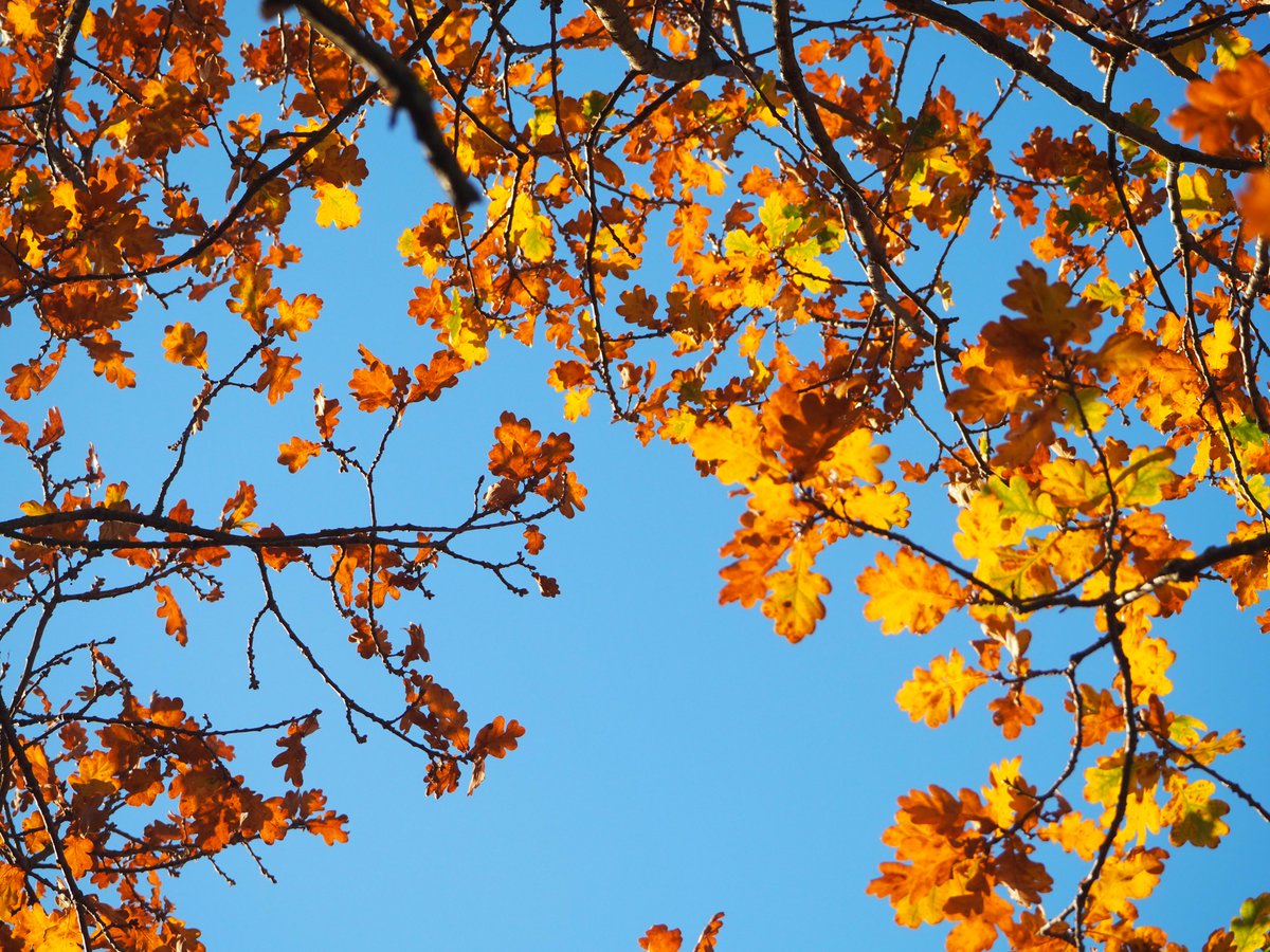 BHAPottingSheds's tweet image. Celebrating the oak tree in our #WildlifeGarden for #NationalTreeWeek.
💚🌳🌲🌳
 #TreeCharter #EducationNaturePark #WildlifeHeroes #Schoolgardening #Thrive #Outdoorlearniong #LearningOutdoors 
treecouncil.org.uk/seasonal-campa…