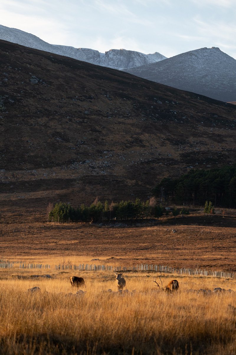 liamyule83's tweet photo. Stunning day up at Loch Muick today. Spoiled with some stags coming down to feed in the Glen in the late afternoon light.
@VanguardPhotoUK
@VanguardNature
@visitabdn
@Aberdeenshire
#photography
#nature
#onemanandhisnikon
#vanguardambassador
#lochmuick
#royaldeeside https://t.co/hx2O89XsxS