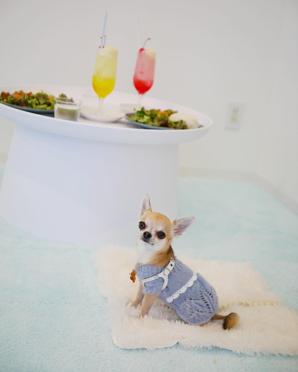 Dog hair, don't care – it's a small price to pay for unconditional love. 🐕🧡
.
.
.
.
.
#DogHairDontCare #UnconditionalLove
#chihuahua #chihuahuapuppy #puppy #cutepuppies
#puppiesofinstagram #chihuahuasofinstagram #chihuahuas 
#DogLove #FurEverBuddy