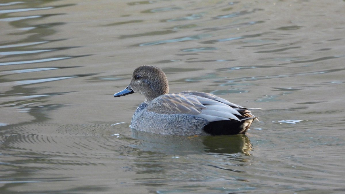 inja5248's tweet photo. mooie #krakeend in de vijver van kasteel Holtmühle Tegelen
#anas_strepera #BirdsSeenIn2023🇳🇱 #birdphotography
@vogelnieuws @Roots_NL @Britnatureguide
@Sovon @VroegeVogels @NatureTodayNL
@NatuurfotoNL @birdingholland @dutchbirding https://t.co/JvvIOdxD51