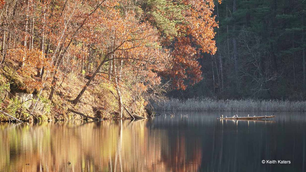 KeithKaters's tweet image. Chasing fall colors to the end — last week, I hiked around Stewart Lake County Park in Dane County, WI near Mount Horeb. Didn’t see any trolls, but maybe they saw me :) @travelwi #travelwi #discoverwi #mounthorebwi #fallcolors #autumn #naturephotography #nature #sonyalpha