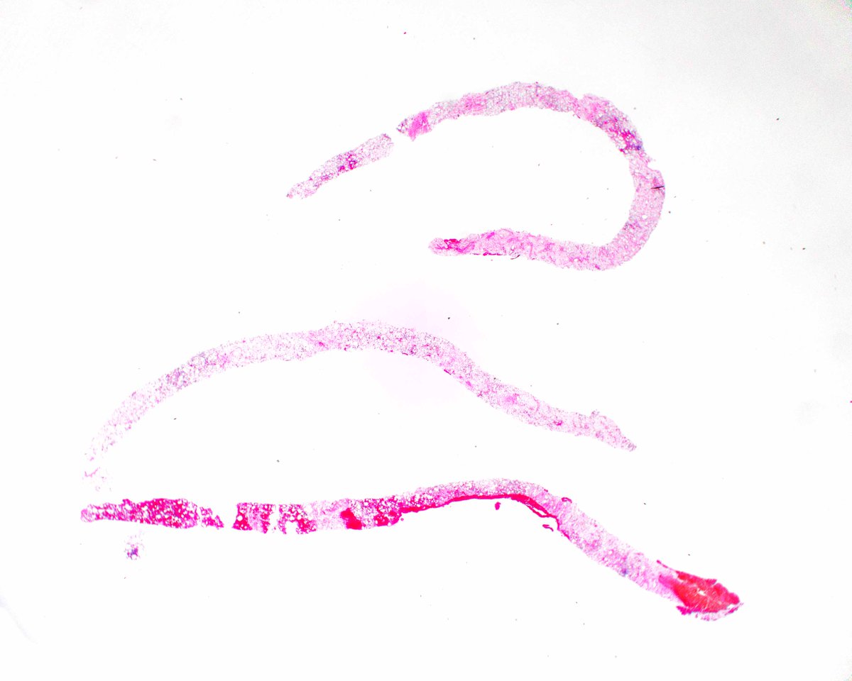 Elizabeth Montgomery, MD tweet media