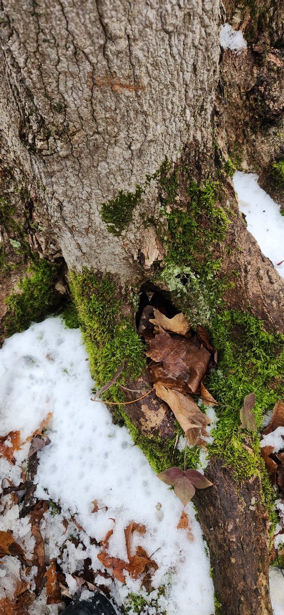 Looking for signs of animals preparing for winter in the woods! 🐾🐻🦔🐿🦫 <a href="/KanataHighlands/">KanataHighlands</a> 
#kindergarten #forestlearning 🪵