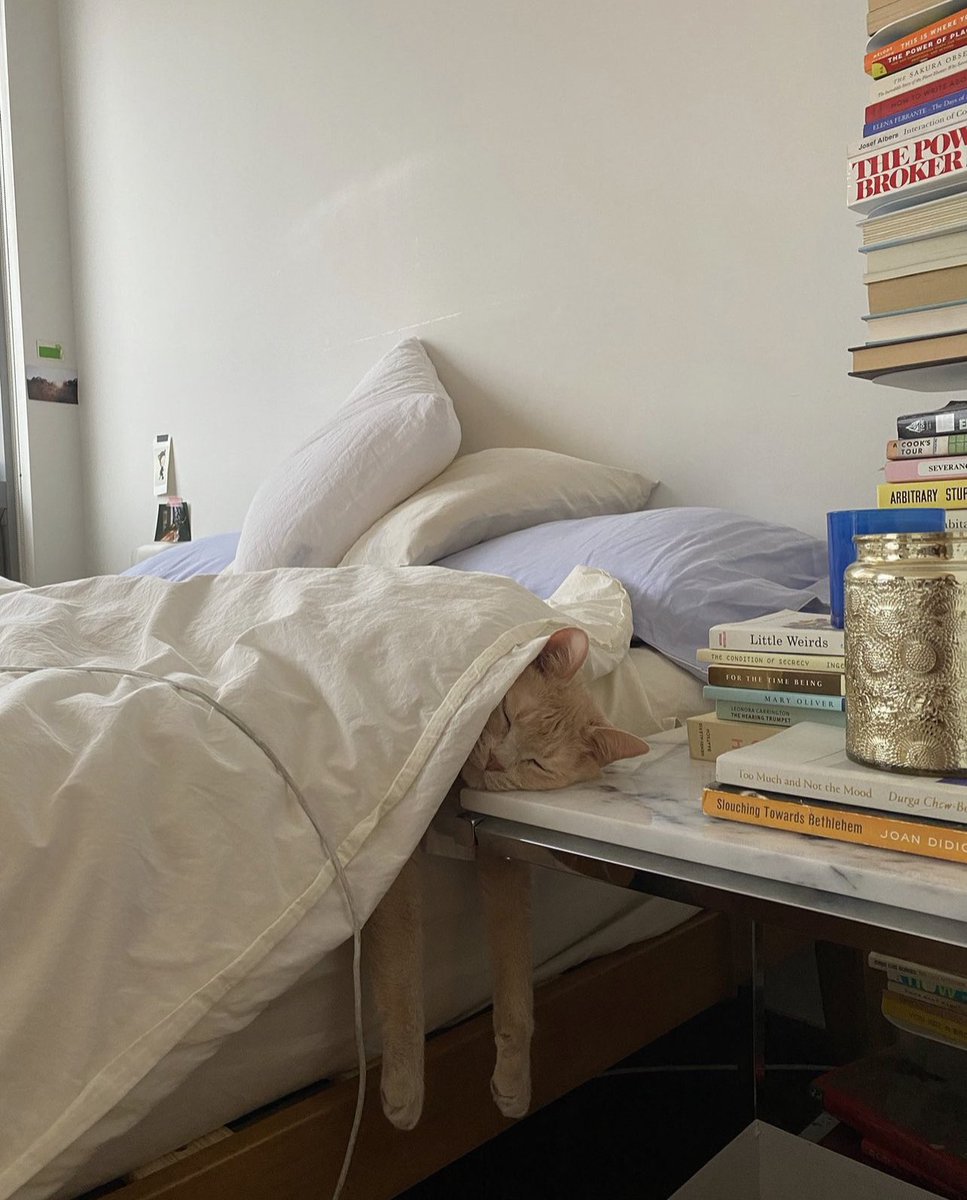 TheJoyFluff's tweet photo. https://t.co/5x3V9Wmphw