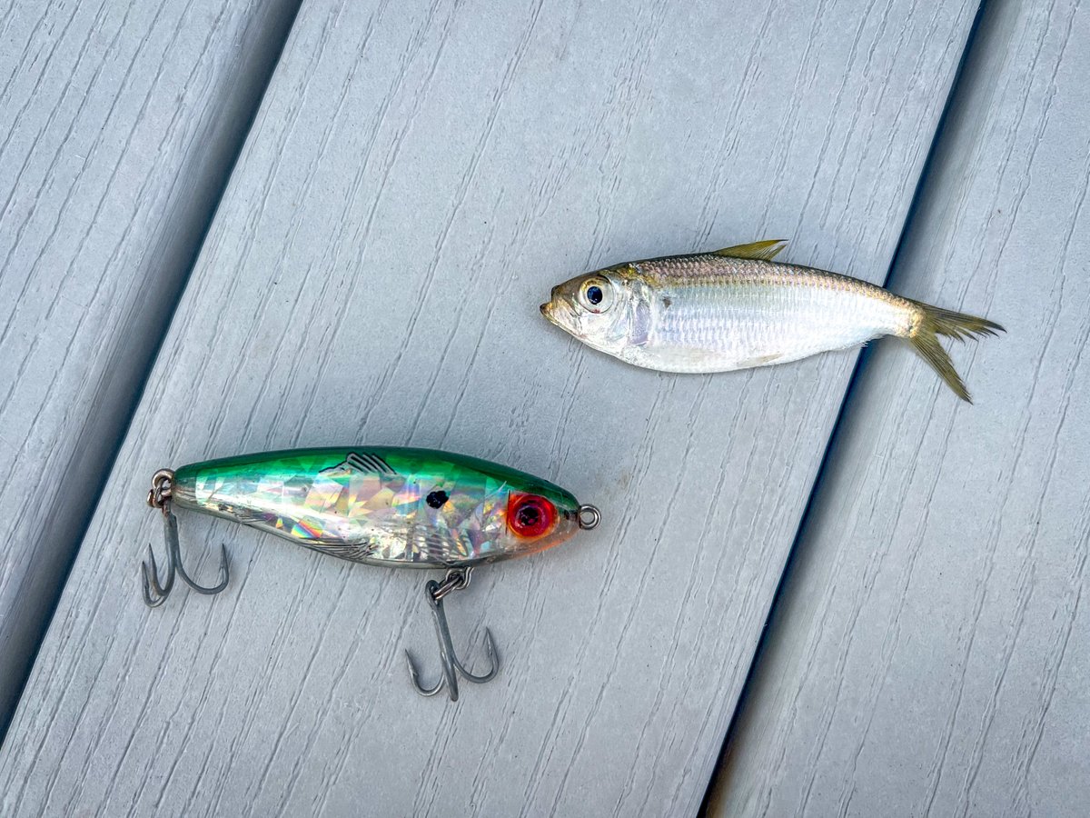 Live Wildly tweet media