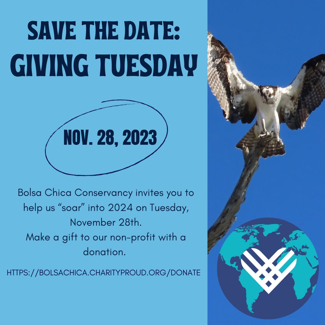 Save The Date! Giving Tuesday is November 28, 2023. Bolsa Chica Conservancy invites you to help us “soar' into 2024 on Tuesday, November 28. Make a gift to our non-profit with a donation.