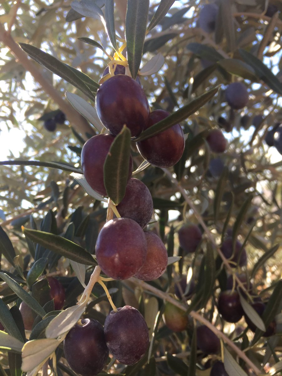 Du sal bûn min zeytûnên xwe dihaniştin û îsal me dest bi çînînan wan kir. 
Ax jî dar jî derewan nakin :)