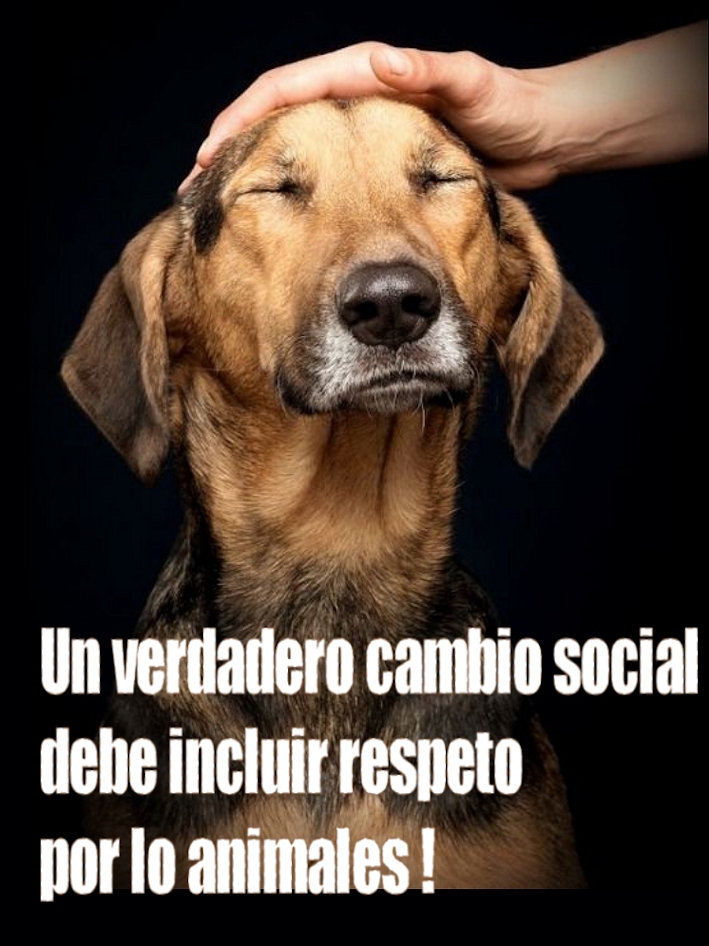 #BastaDeCrueldadAnimal
#BastaDeAbandono