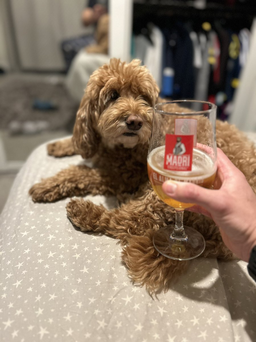 innovation_tom's tweet photo. Evening #SaturdayNightClub - the dog and I enjoying a Madri to celebrate 3 points today in a 7-0 win and league push for @AFCLlanyrafon 
@SionCharles @Martin1Chris @kellyinhull @PowellRachael @sazuk1983 @MarcPenny5 @prof_hopkins and no @abip21_abi it is not a half https://t.co/OmZEjadacM