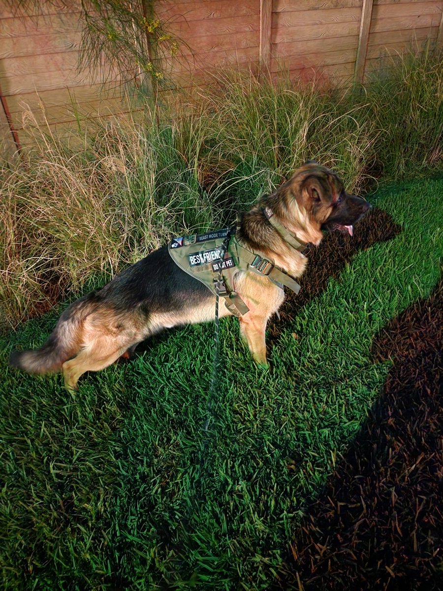 Kavin_agnar42's tweet photo. Agnar von Ragnar  almost 2 years old (dad quiet, I think I hear a dangerous squirrel). https://t.co/ejYEexxqfA