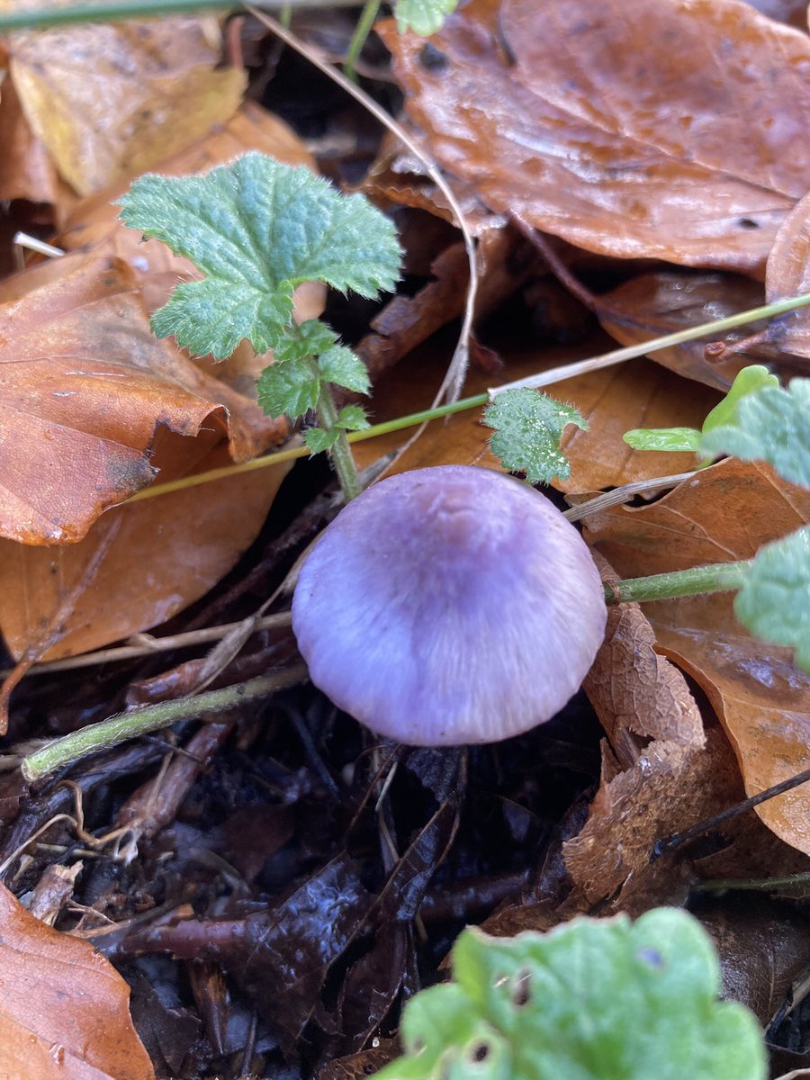 Alex Lowe tweet media