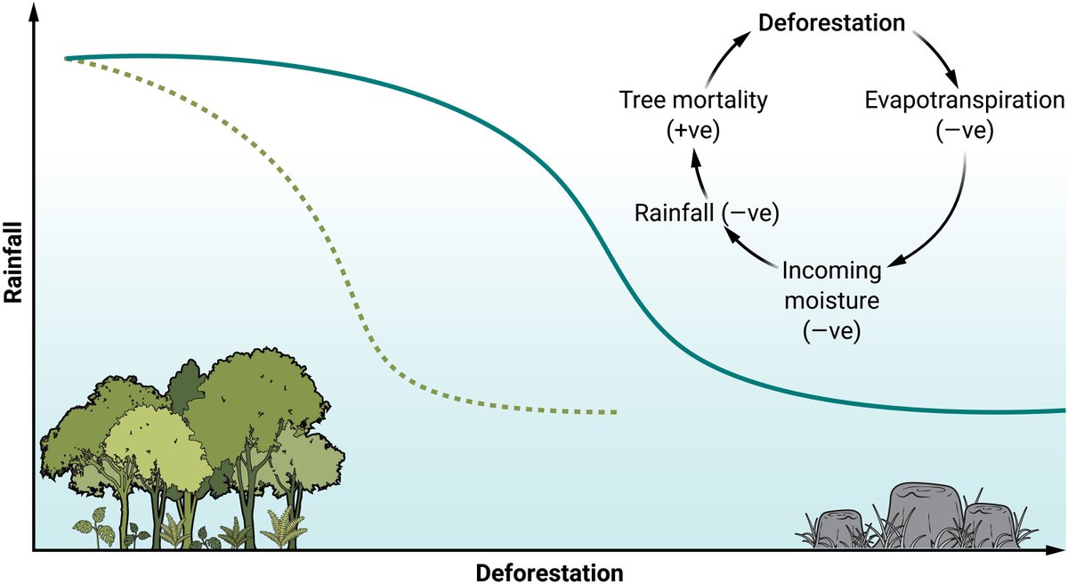 Deforestation of the Amazon may reach a critical point where abrupt declines in rainfall could cause widespread forest dieback, according to a new @ScienceAdvances Focus. scim.ag/4Xm