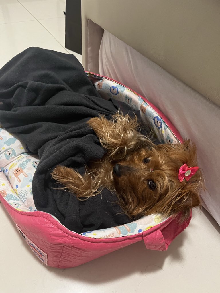 thiago_barrosoo's tweet photo. @kabumcombr @naosalvo QUERO ENSINAR MINHA CACHORRA A JOGAR PS5 , ela vai aprender a jogar o novo spiderman!!! Se ela nao ganhar vai ficar mt triste!! ELA ESTA GRAVIDA AJUDEM UMA GRAVIDA!

#BlackFridayNoKaBuM
@naosalvo https://t.co/kfYrAaionG