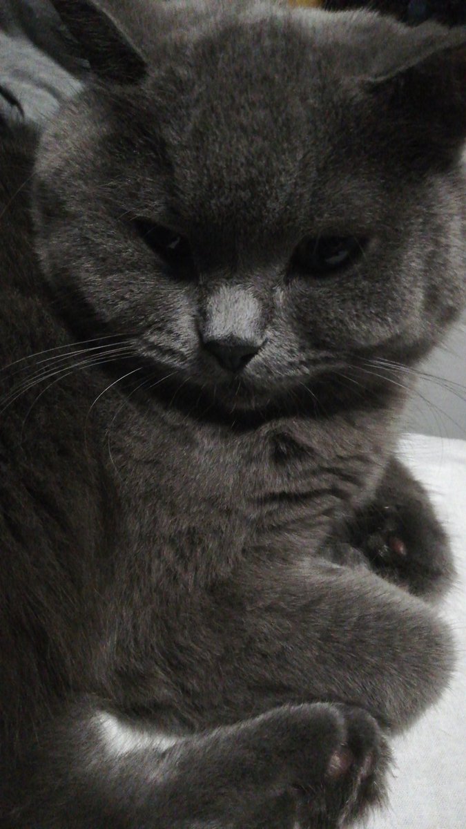 Meine Katze hält nicht viel von der Hundewette #Wettendass