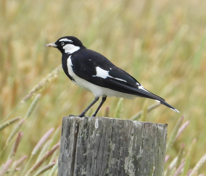 Contemplating mudlark
#birds