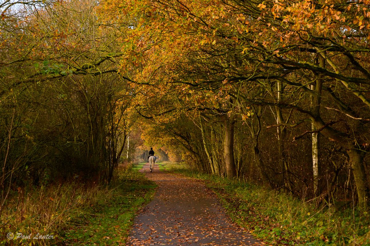 Time for some Autumn Colours.  Skellingthorpe Old Woods,  Lincoln. UK

#Autumn #autumnvibes #autumnwoods #landscapephotography #visitlincolnshire  #lincolnshire #lincolnshirelandscape #uklandscape #natureswindow #nikonphotography  #lifeinthecountryside #lincolnshirephotography