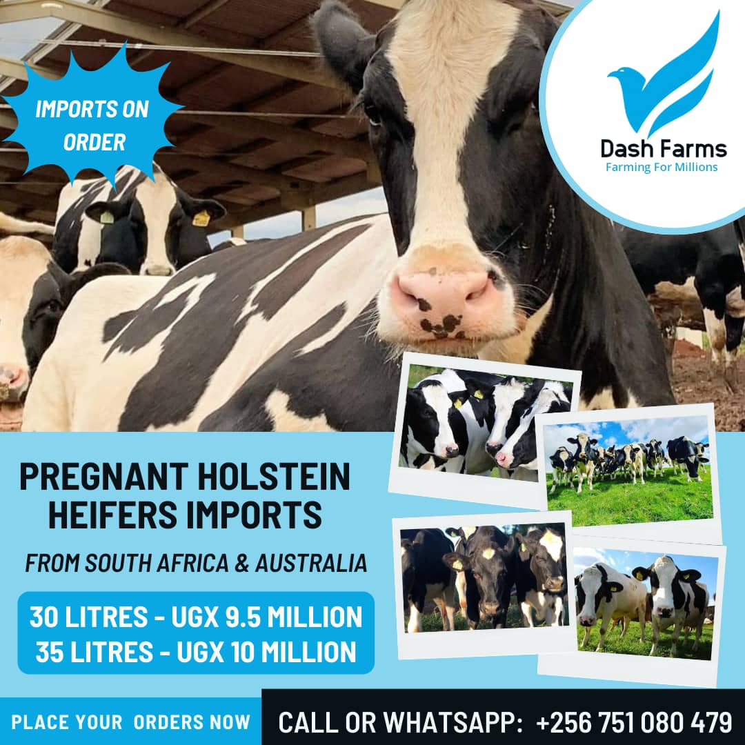 DashFarms337's tweet photo. We are passionate about what we do, 
December Pregnant Holstein Heifers Imports is here, 30% off 
South Africa &amp; Australia 
Milk capacity 30litres 9.5million ugx
35litres 10million ugx
Imports on orders
Call/whatsapp +256751080479
With us, it's always https://t.co/oN8D5DXJVS